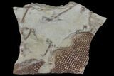 Ordovician, Fossil Graptolite (Araneograptus) Plate - Morocco #116748-1